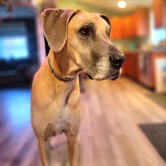 Meet your Posher, Melissa - Picture 2 of 11